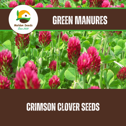 Crimson Clover Green Manure Seeds - 500g - Chartley Chucks