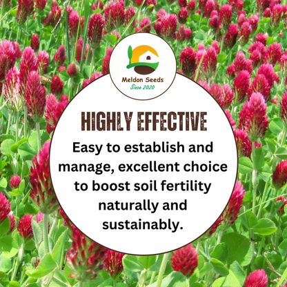 Crimson Clover Green Manure Seeds - 500g - Chartley Chucks