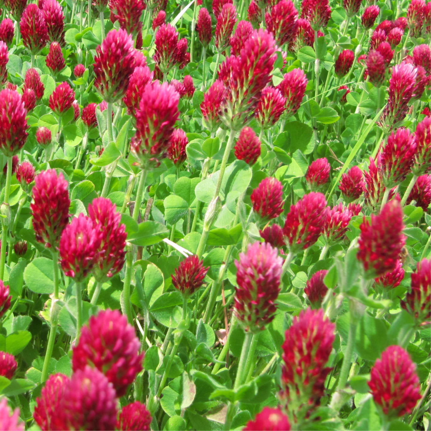 Crimson Clover Green Manure Seeds - 500g - Chartley Chucks