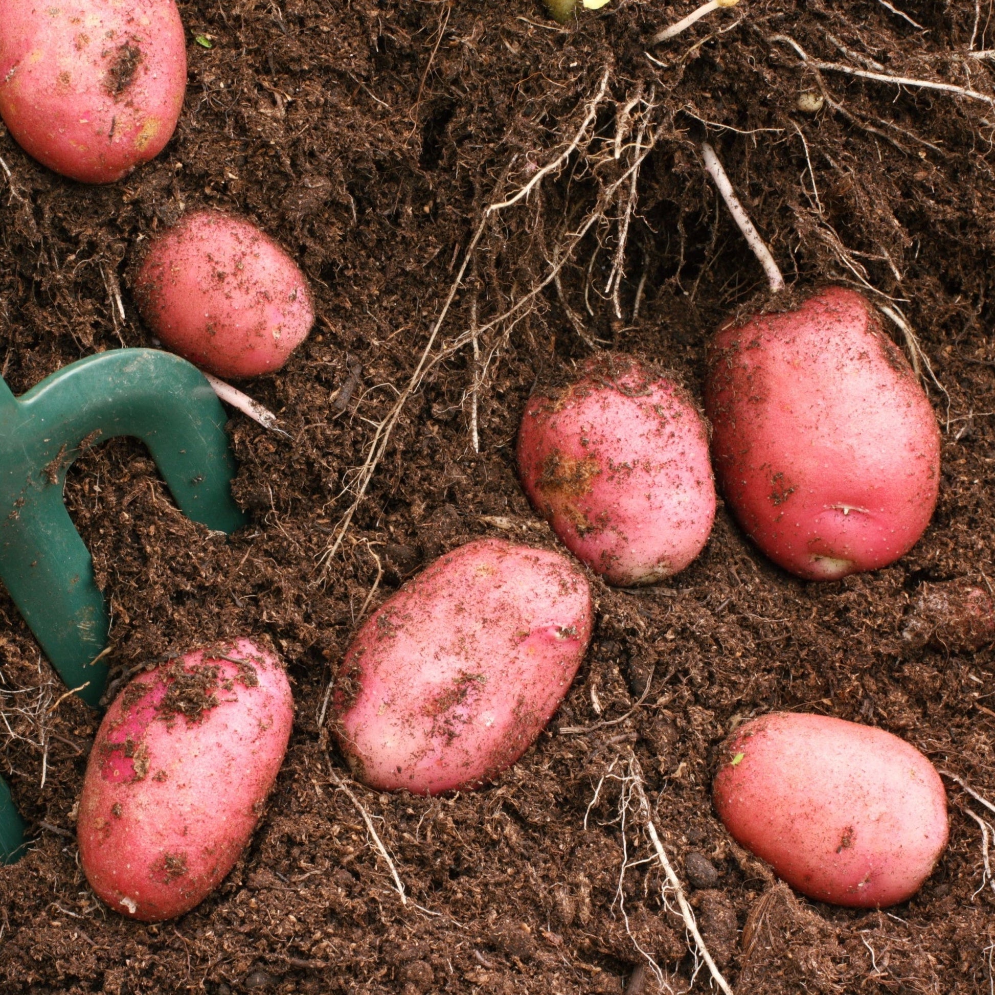 Desiree Seed Potatoes 2KG - Chartley Chucks