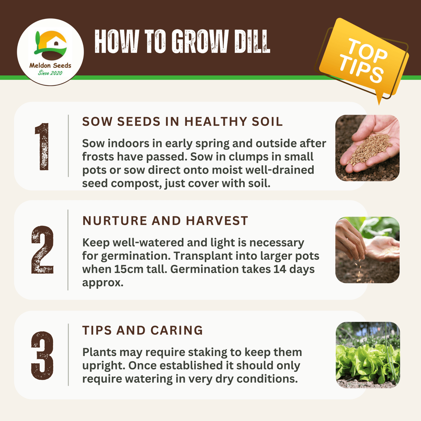 Dill Dukat 600 Seeds - Chartley Chucks