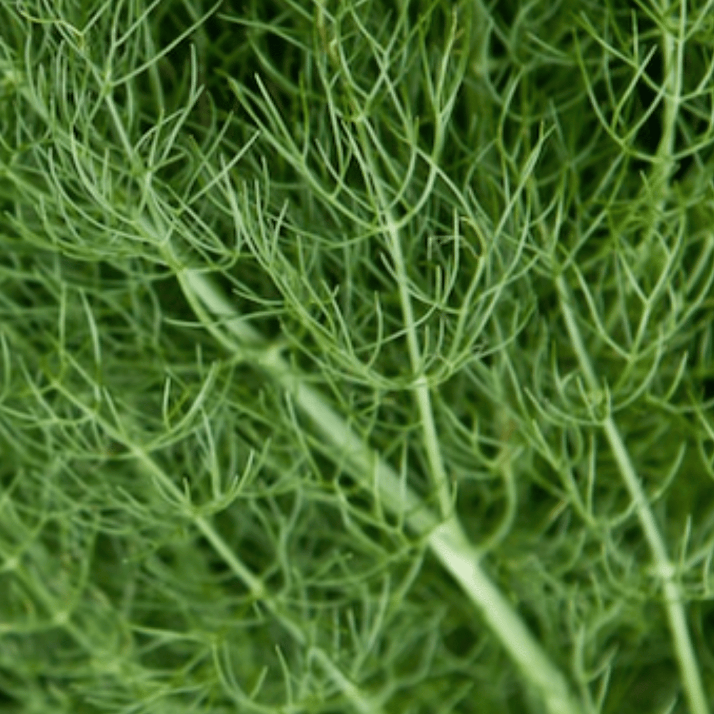 Dill Dukat 600 Seeds - Chartley Chucks