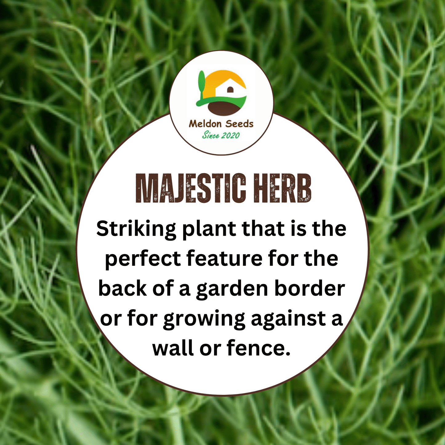 Dill Dukat 600 Seeds - Chartley Chucks