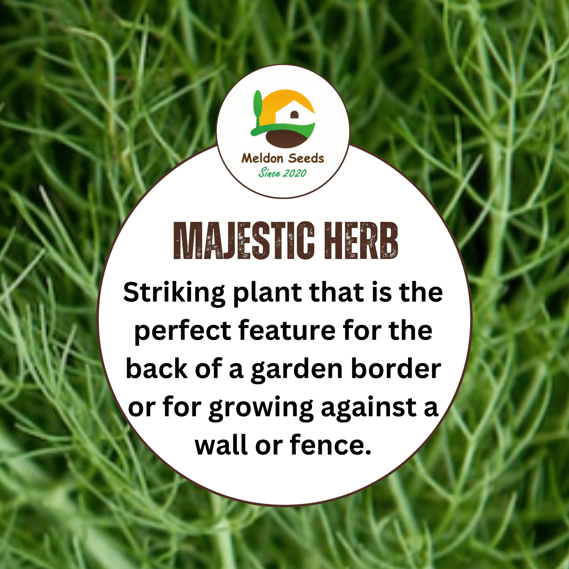 Dill Dukat 600 Seeds - Chartley Chucks