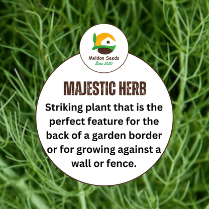 Dill Dukat 600 Seeds - Chartley Chucks