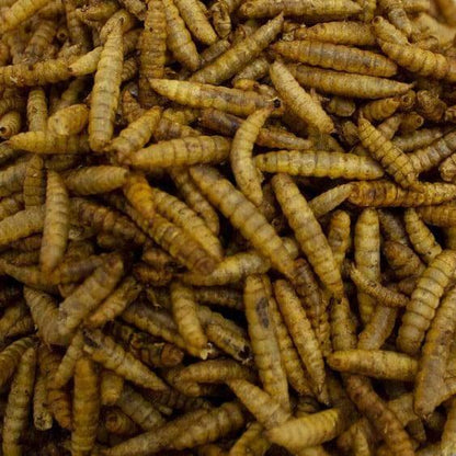 Dried Calciworms - Imported - better than mealworms - PROTEIN Boost - Chartley Chucks