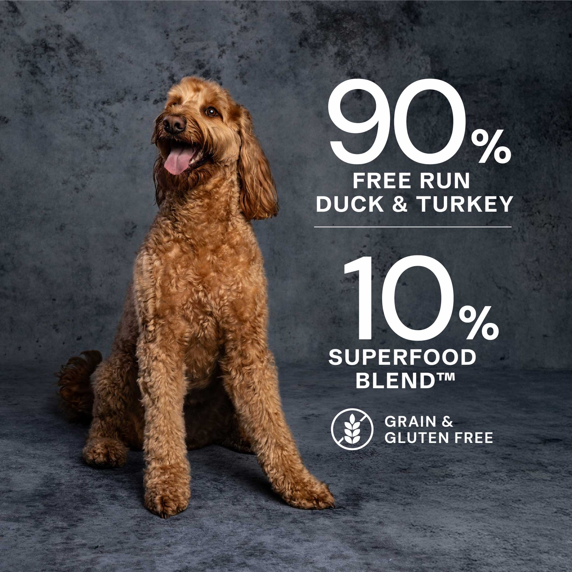 Duck & Turkey Wet Dog Food - Chartley Chucks
