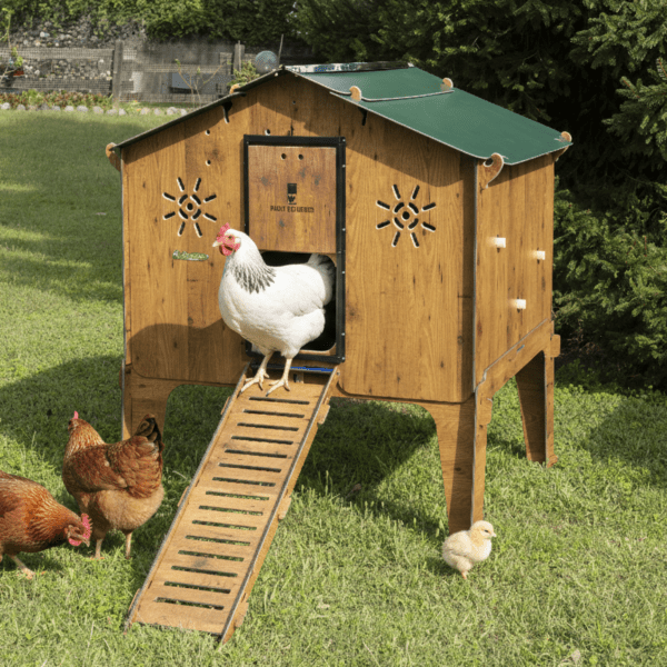 Easicoop Duplex 2XL - HPL Chicken house up to 18 large Birds - Chartley Chucks
