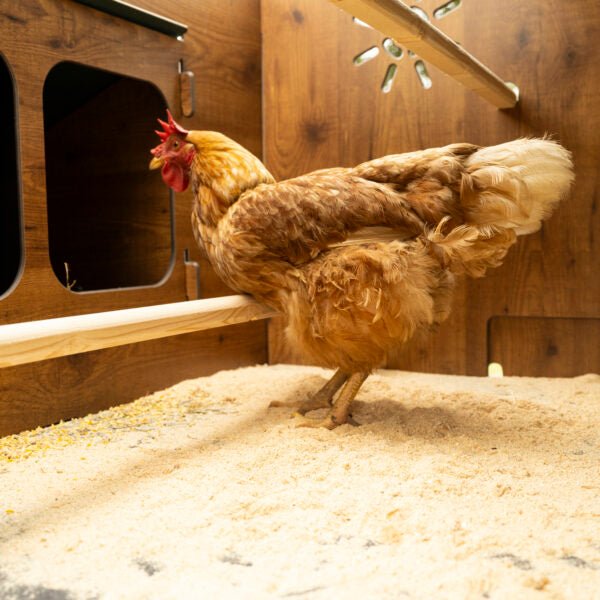 Easicoop Duplex 2XL - HPL Chicken house up to 18 large Birds - Chartley Chucks