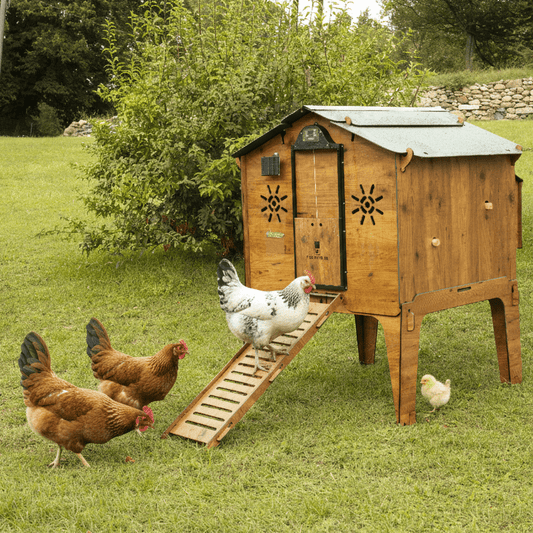 Easicoop Duplex L - HPL Chicken house up to 10 large Birds - Chartley Chucks