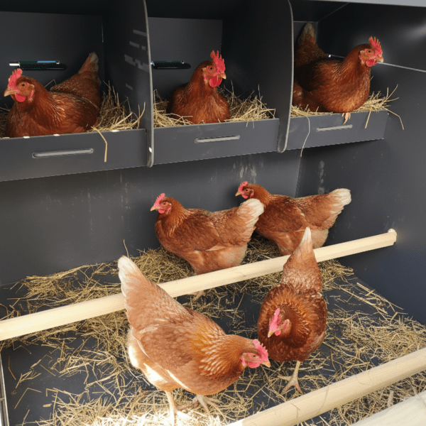 Easicoop Evolution 3XL - HPL Chicken house up to 15 large Birds - Chartley Chucks