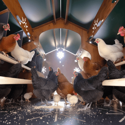 Easicoop Farm Plus 6XL modular expandable Chicken house 96 Large Birds - Chartley Chucks