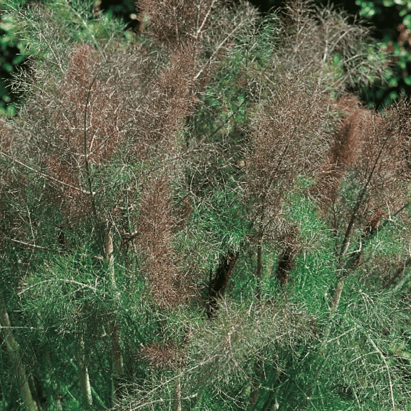 Fennel Bronze 50 Seeds - Chartley Chucks