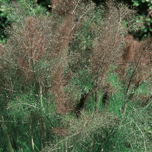 Fennel Bronze 50 Seeds - Chartley Chucks