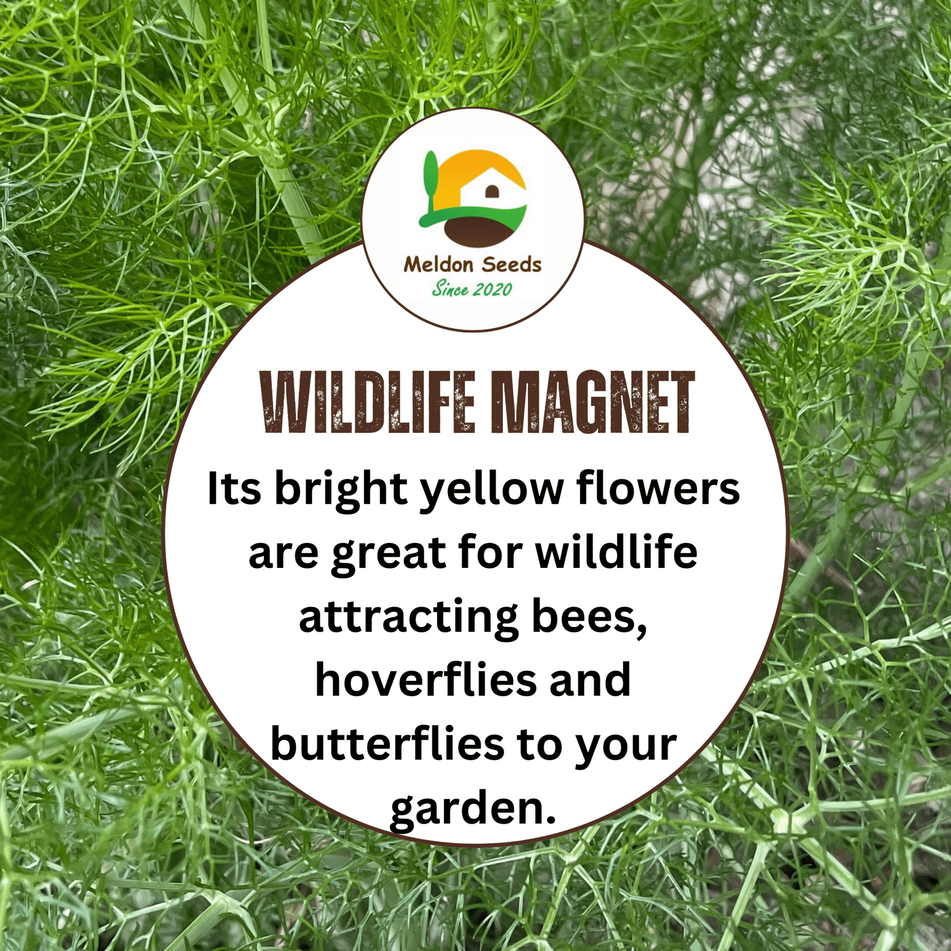 Fennel Herb 300 Seeds - Chartley Chucks