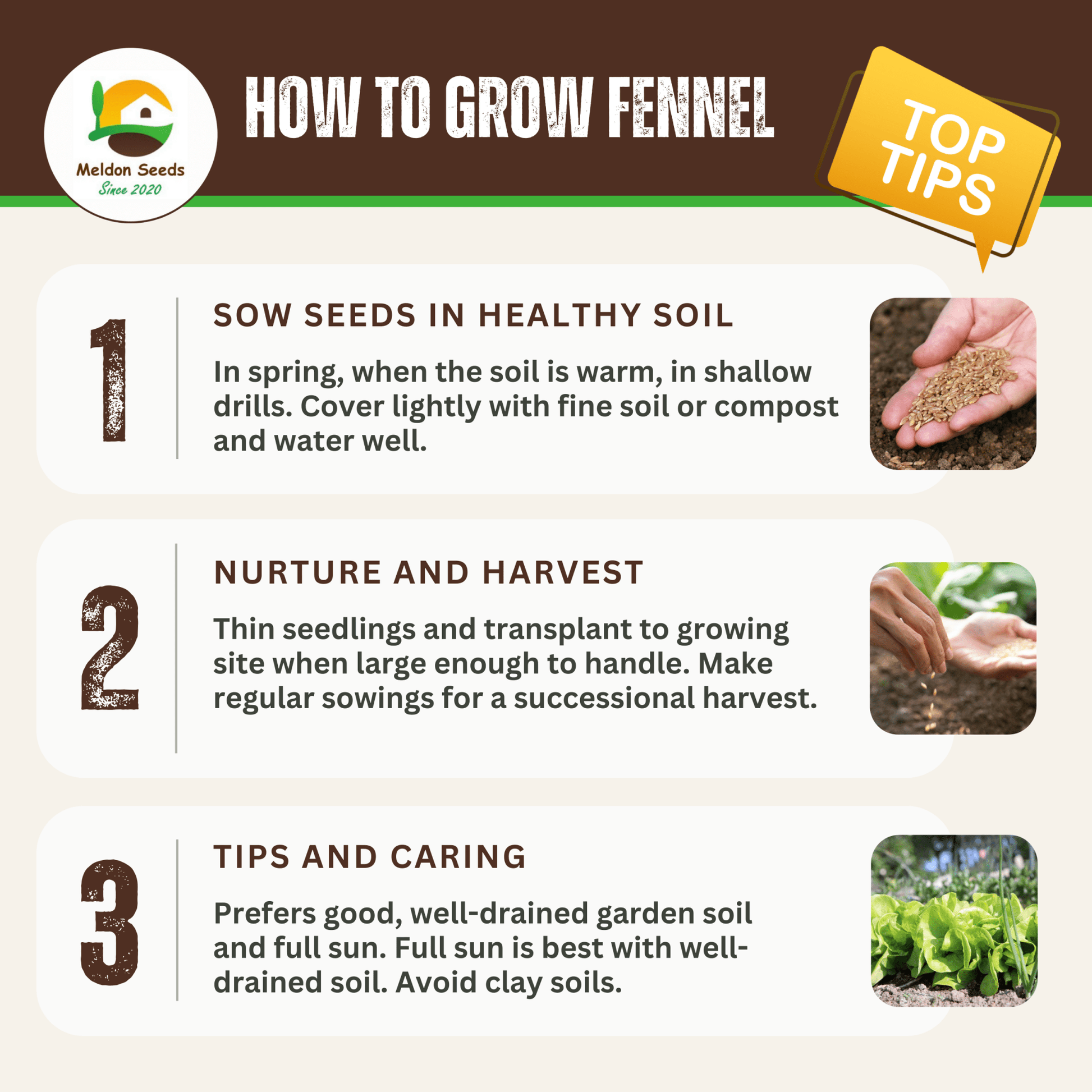 Fennel Herb 300 Seeds - Chartley Chucks