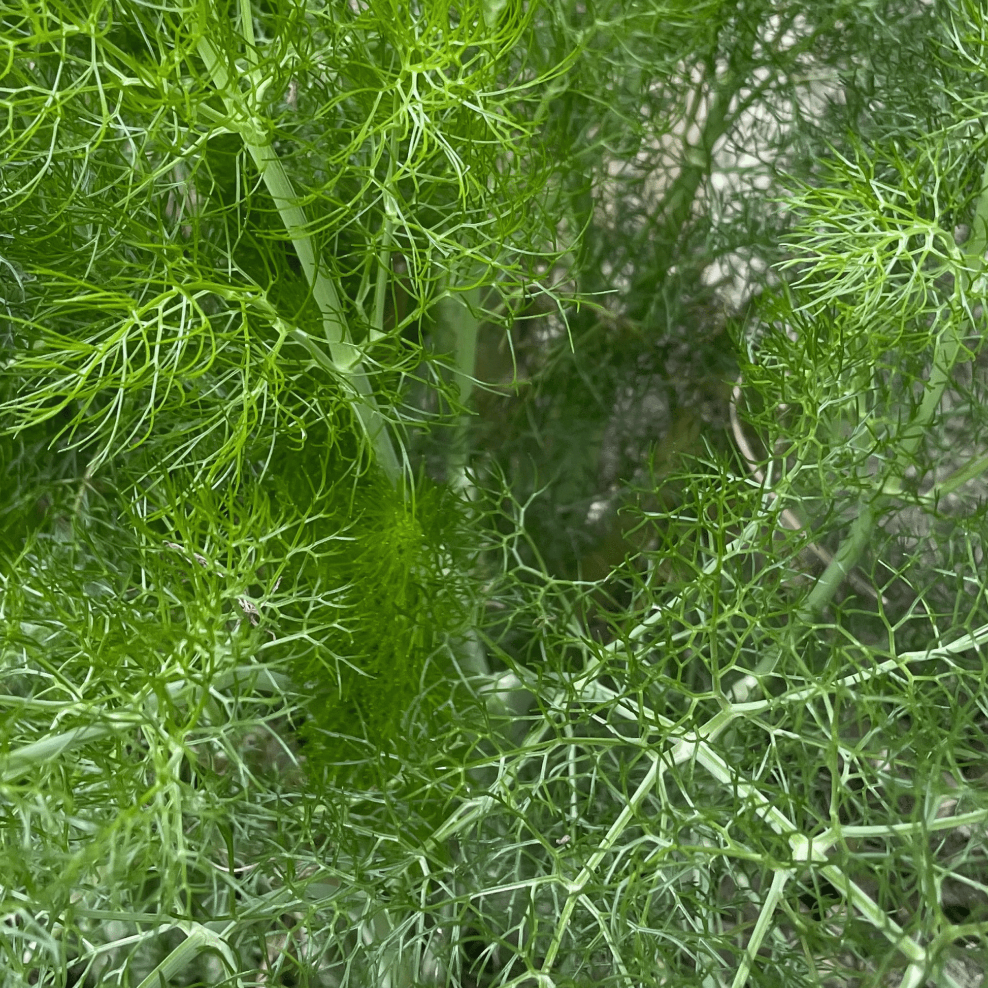 Fennel Herb 300 Seeds - Chartley Chucks