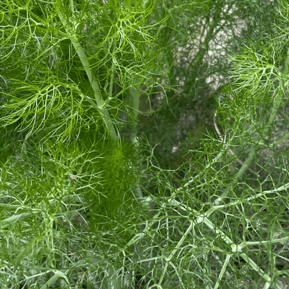 Fennel Herb 300 Seeds - Chartley Chucks