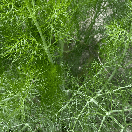 Fennel Herb 300 Seeds - Chartley Chucks