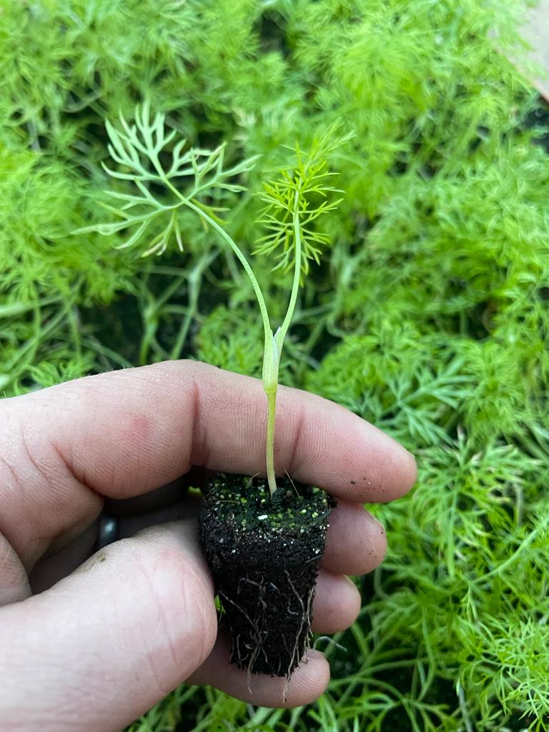 Fennel Plug Plants "Grow Your Own" Salads **Letterbox Friendly** - Chartley Chucks