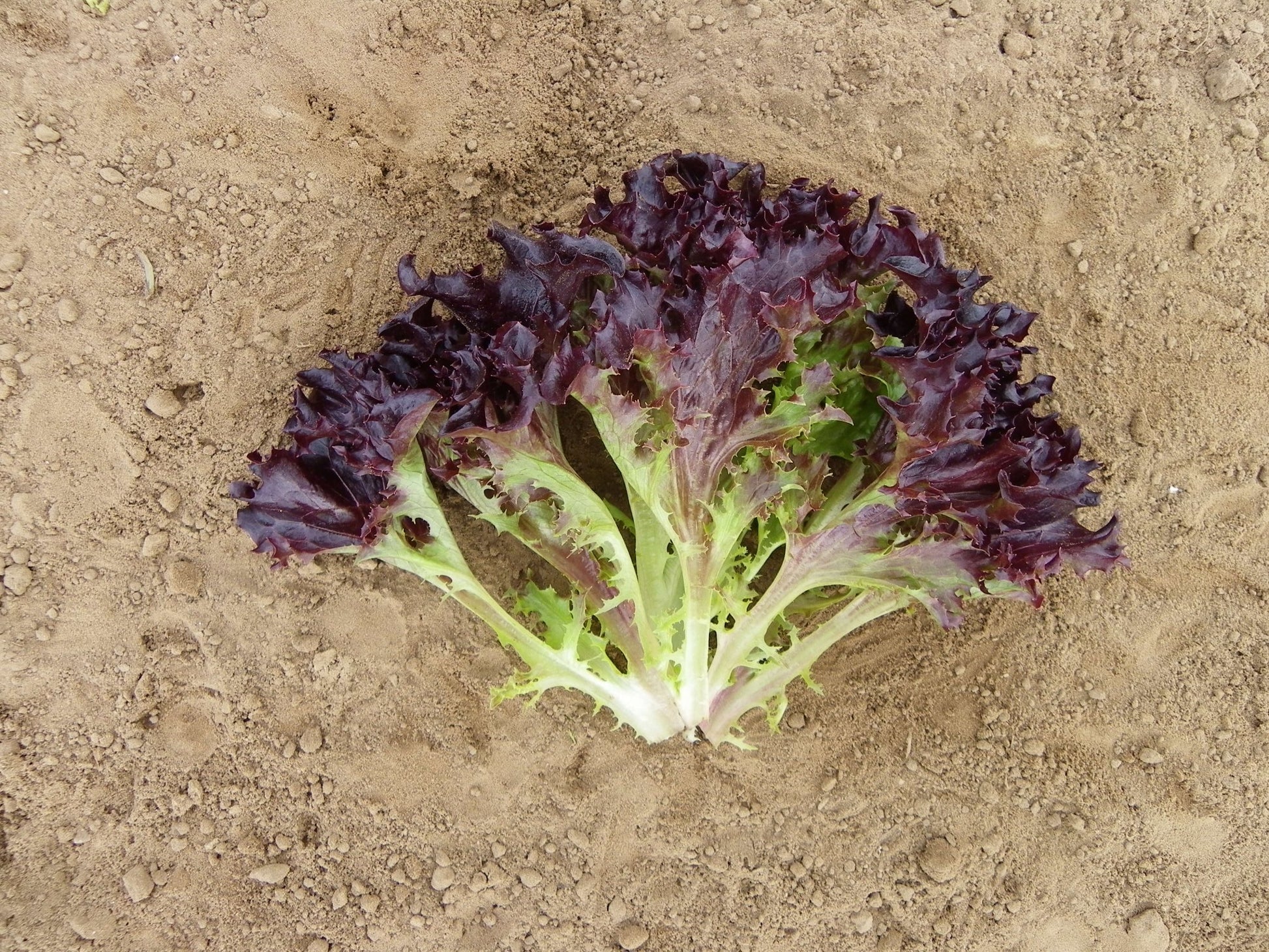 Firecut Lettuce Plug Plants Red Multi Leaf "Grow Your Own" Salad 'Ready to Plant Now' Young Vegetable Plants **Letterbox Friendly** - Chartley Chucks