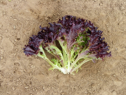 Firecut Lettuce Plug Plants Red Multi Leaf "Grow Your Own" Salad 'Ready to Plant Now' Young Vegetable Plants **Letterbox Friendly** - Chartley Chucks