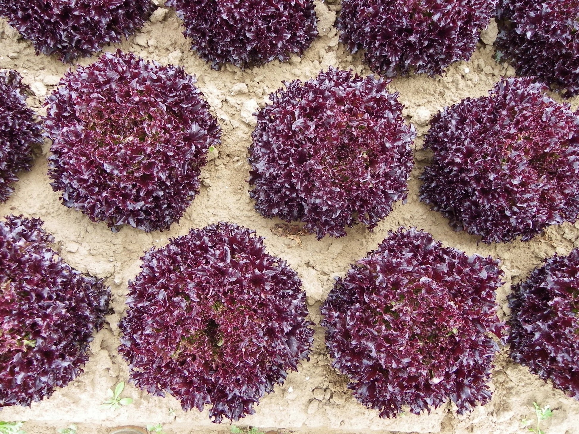 Firecut Lettuce Plug Plants Red Multi Leaf "Grow Your Own" Salad 'Ready to Plant Now' Young Vegetable Plants **Letterbox Friendly** - Chartley Chucks
