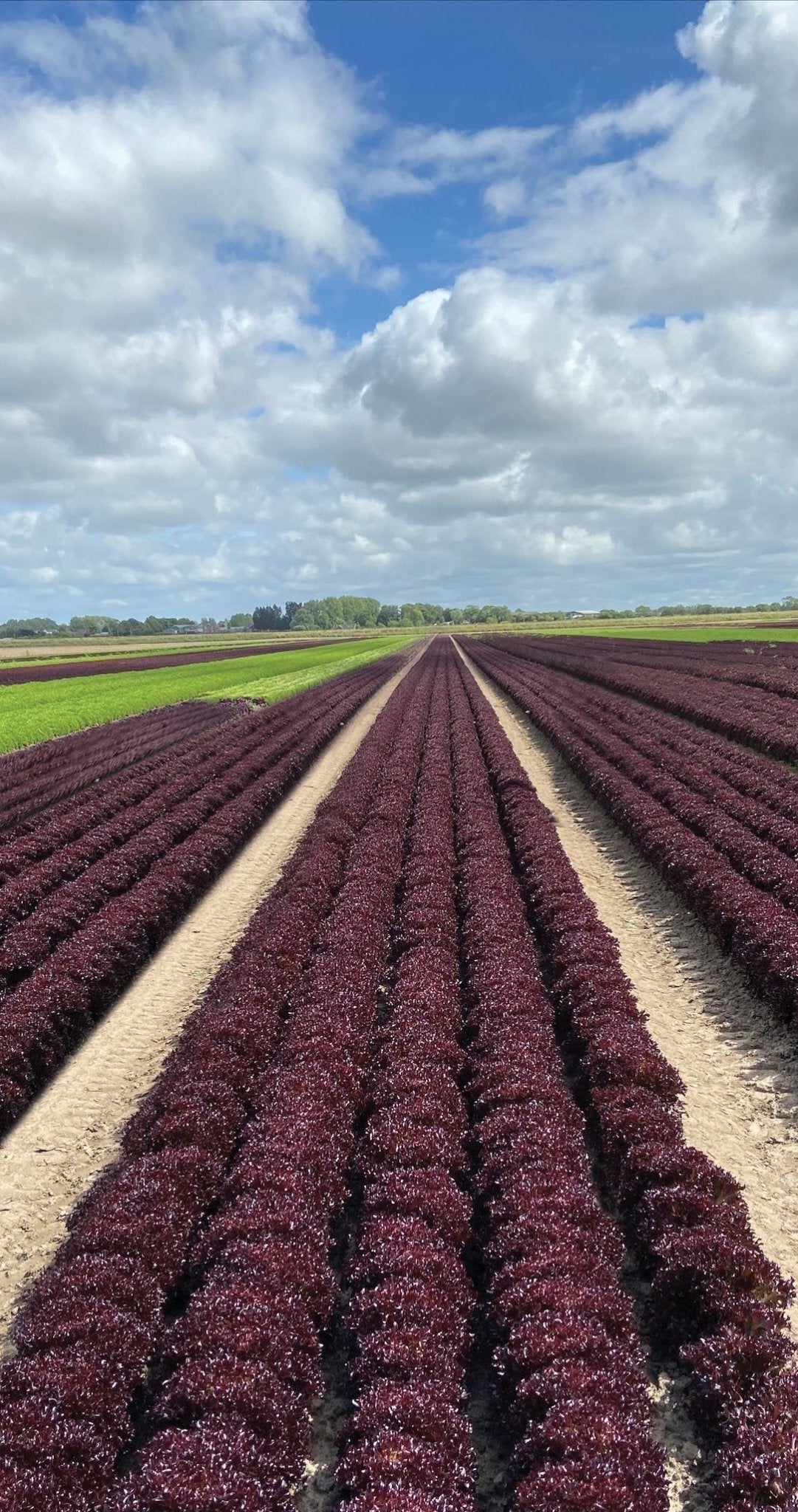 Firecut Lettuce Plug Plants Red Multi Leaf "Grow Your Own" Salad 'Ready to Plant Now' Young Vegetable Plants **Letterbox Friendly** - Chartley Chucks