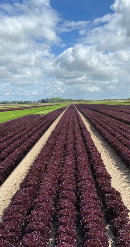 Firecut Lettuce Plug Plants Red Multi Leaf "Grow Your Own" Salad 'Ready to Plant Now' Young Vegetable Plants **Letterbox Friendly** - Chartley Chucks