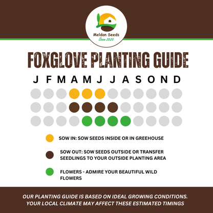 Foxglove Seeds - 200 Native UK Wild Flower Seeds for Attracting Birds, Bees, Wildlife, Pollinators, Suitable for Planting and Growing Outdoors in Meadows, Fields, Gardens and Borders by Meldon Seeds - Chartley Chucks