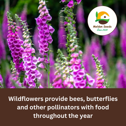 Foxglove Seeds - 200 Native UK Wild Flower Seeds for Attracting Birds, Bees, Wildlife, Pollinators, Suitable for Planting and Growing Outdoors in Meadows, Fields, Gardens and Borders by Meldon Seeds - Chartley Chucks
