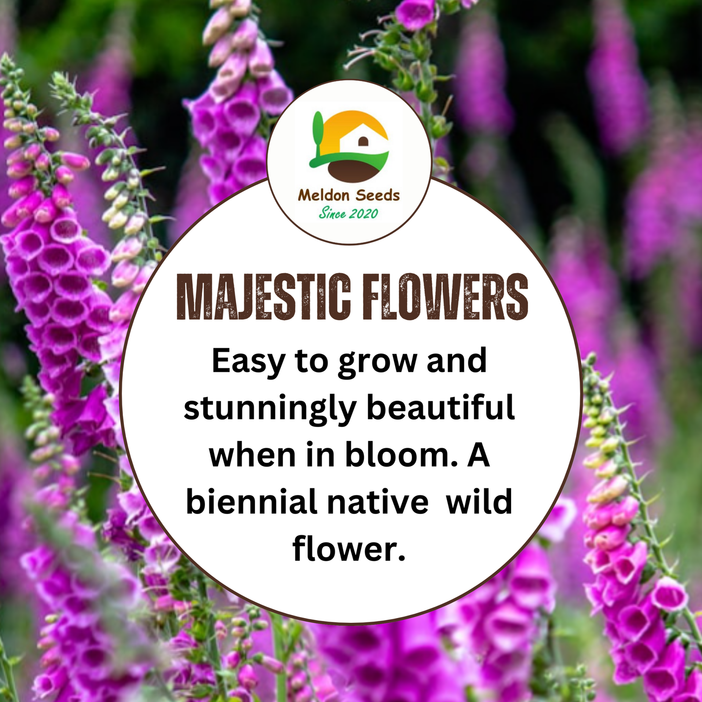 Foxglove Seeds - 200 Native UK Wild Flower Seeds for Attracting Birds, Bees, Wildlife, Pollinators, Suitable for Planting and Growing Outdoors in Meadows, Fields, Gardens and Borders by Meldon Seeds - Chartley Chucks