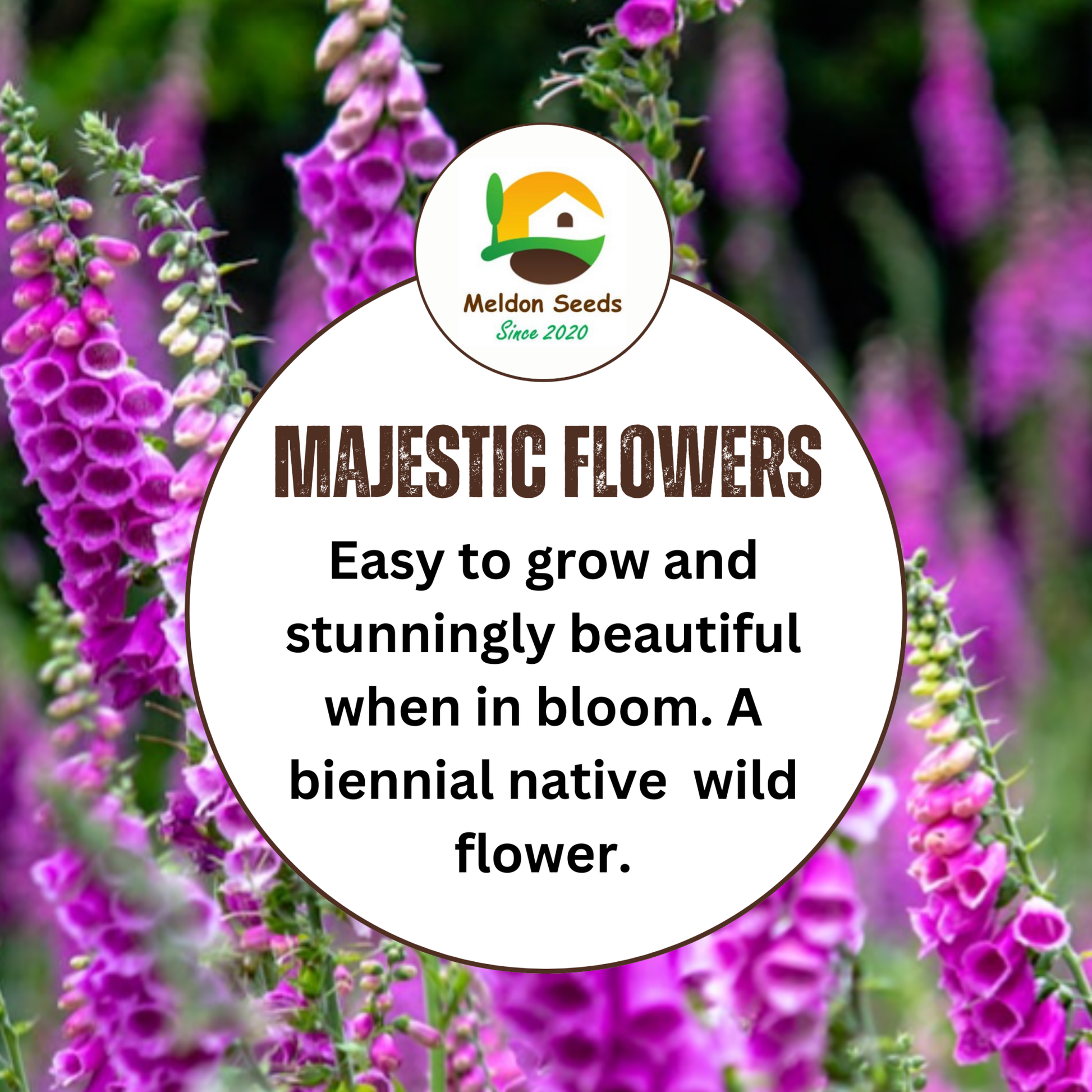 Foxglove Seeds - 200 Native UK Wild Flower Seeds for Attracting Birds, Bees, Wildlife, Pollinators, Suitable for Planting and Growing Outdoors in Meadows, Fields, Gardens and Borders by Meldon Seeds - Chartley Chucks