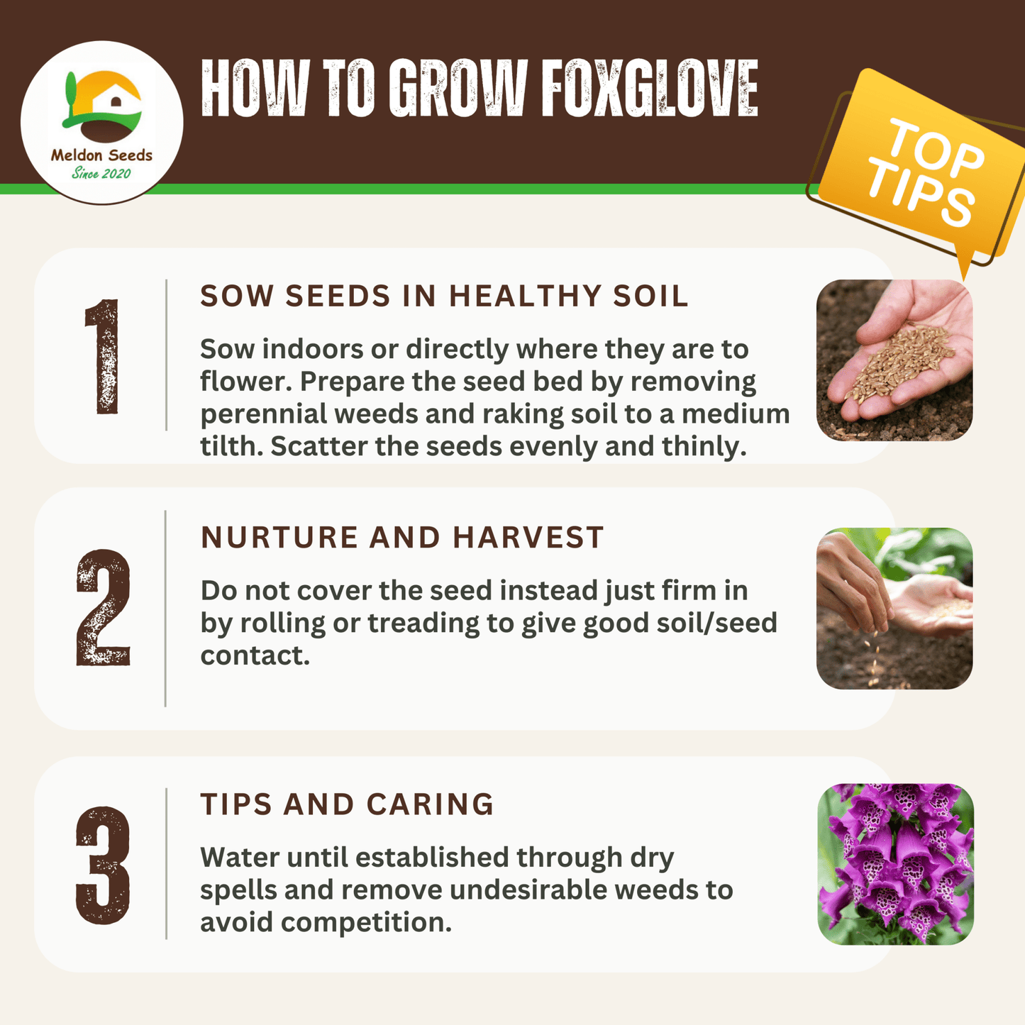 Foxglove Seeds - 200 Native UK Wild Flower Seeds for Attracting Birds, Bees, Wildlife, Pollinators, Suitable for Planting and Growing Outdoors in Meadows, Fields, Gardens and Borders by Meldon Seeds - Chartley Chucks