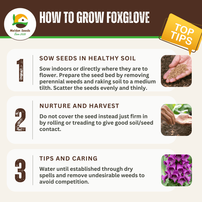 Foxglove Seeds - 200 Native UK Wild Flower Seeds for Attracting Birds, Bees, Wildlife, Pollinators, Suitable for Planting and Growing Outdoors in Meadows, Fields, Gardens and Borders by Meldon Seeds - Chartley Chucks