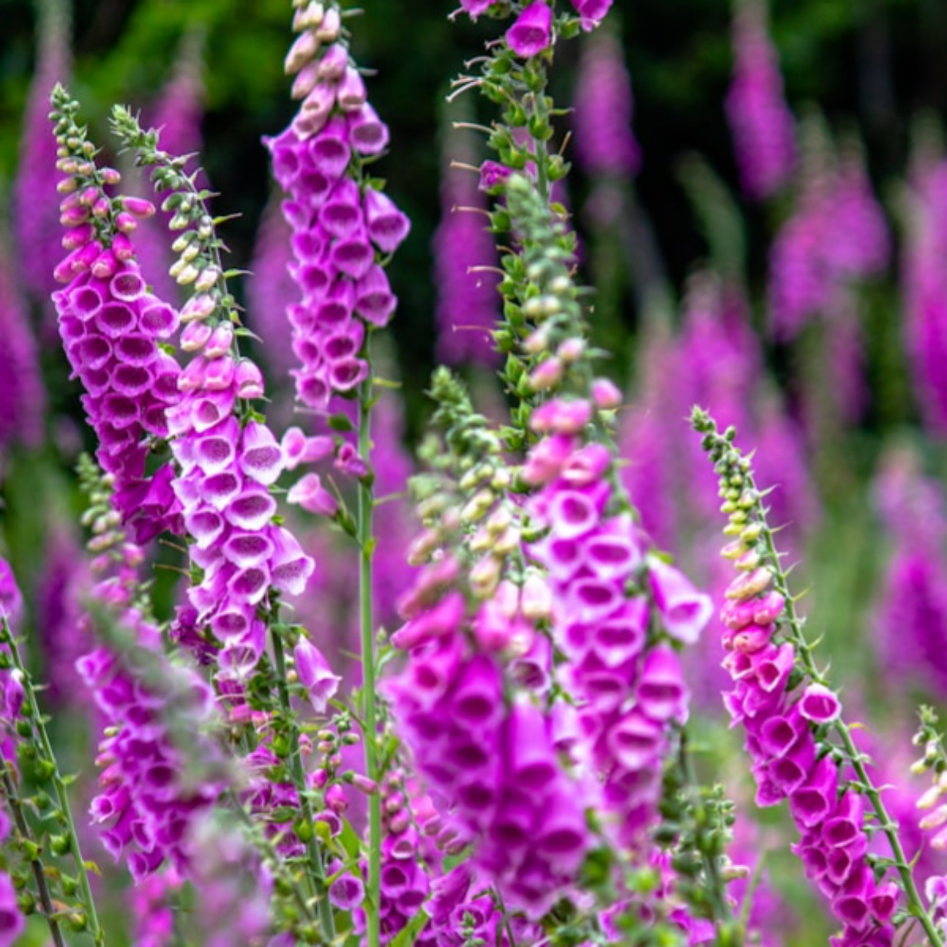 Foxglove Seeds - 200 Native UK Wild Flower Seeds for Attracting Birds, Bees, Wildlife, Pollinators, Suitable for Planting and Growing Outdoors in Meadows, Fields, Gardens and Borders by Meldon Seeds - Chartley Chucks