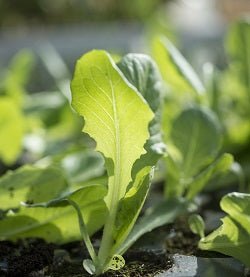 Fruit and Veg Protection Nematodes (Steinernema Feltiae/Carpocapsae mix) - Chartley Chucks