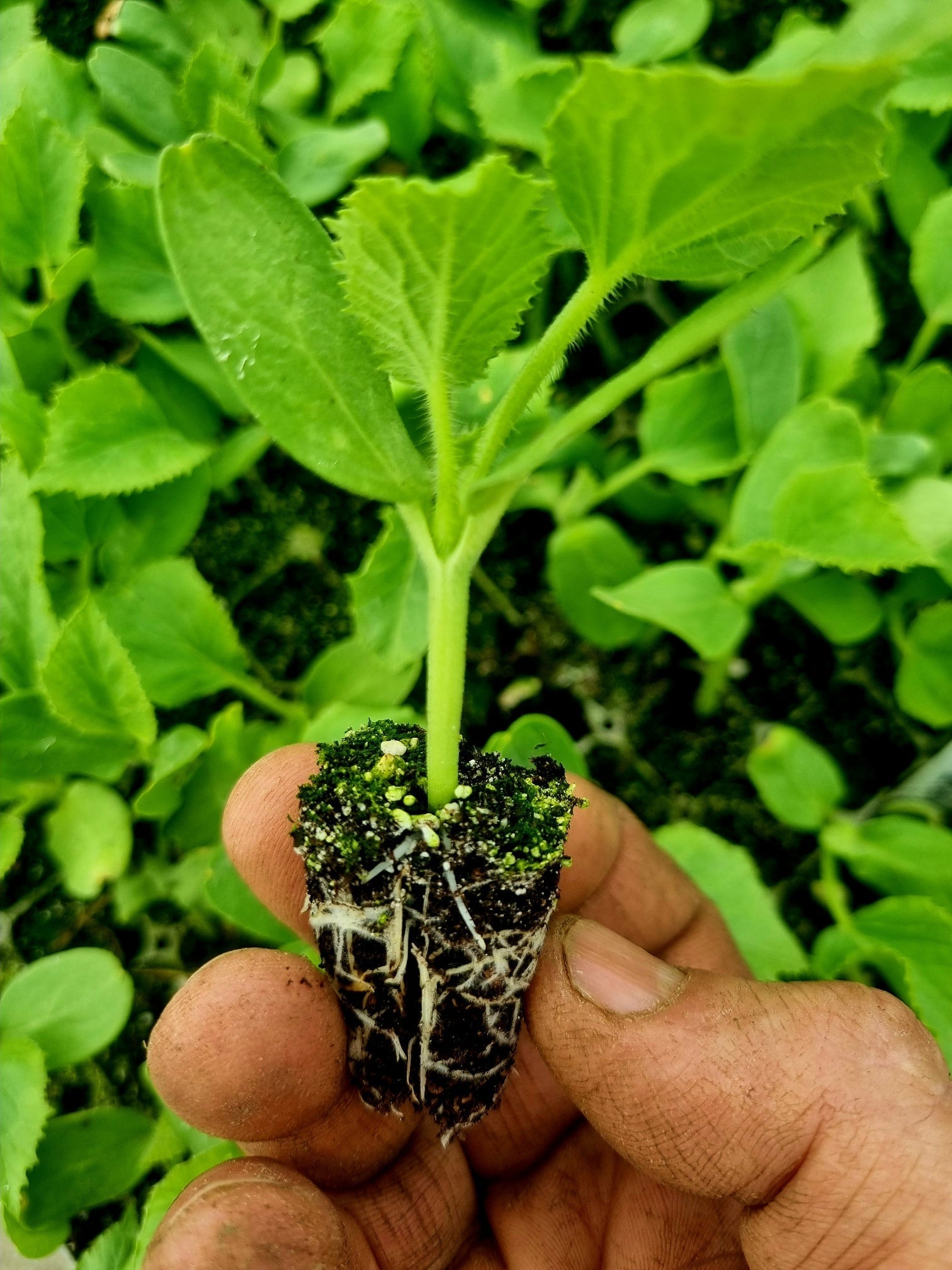 Galia Melon Plug Plants - "Grow Your Own" Fruit **Letterbox Friendly** - Chartley Chucks