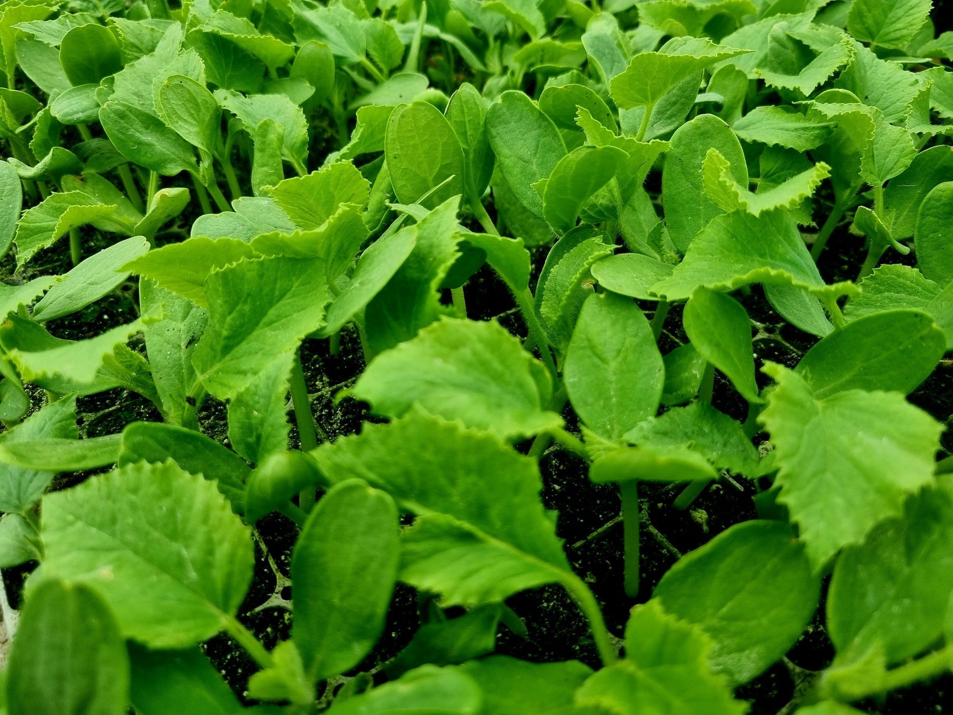 Galia Melon Plug Plants - "Grow Your Own" Fruit **Letterbox Friendly** - Chartley Chucks