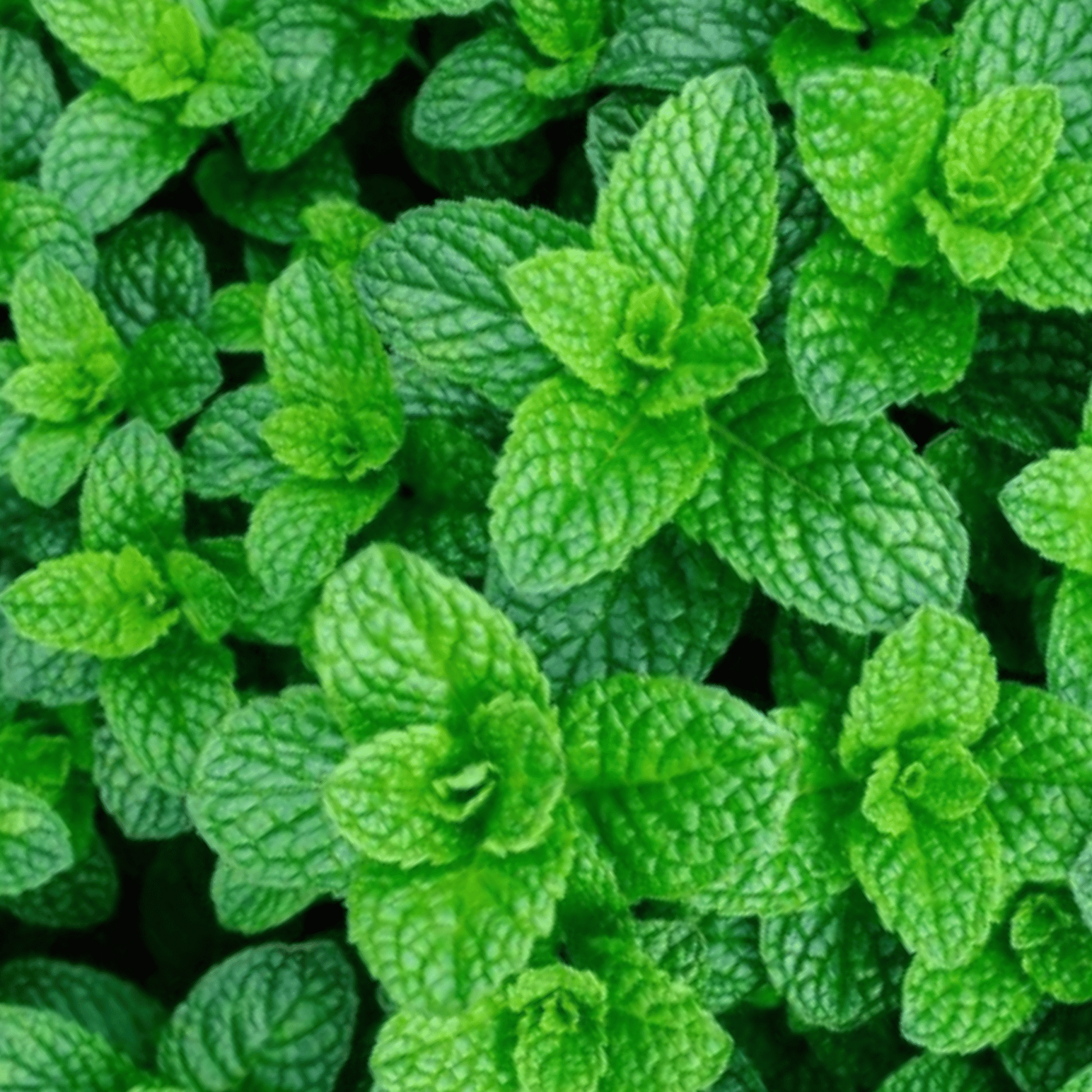 Garden Mint Seeds - 400 Fresh Herb Seeds - Chartley Chucks