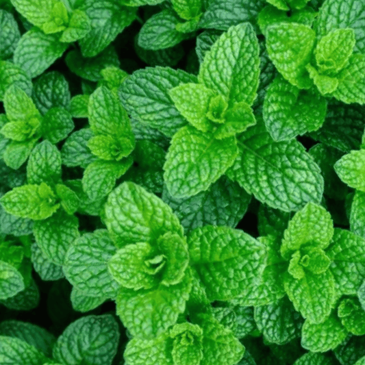 Garden Mint Seeds - 400 Fresh Herb Seeds - Chartley Chucks