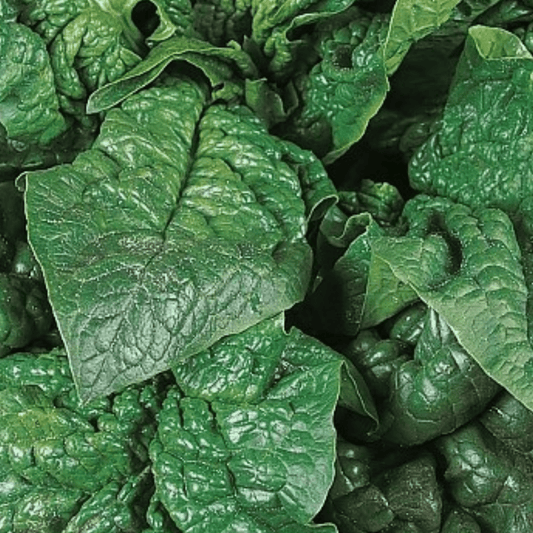 Giant Winter Spinach 150 Seeds - Chartley Chucks