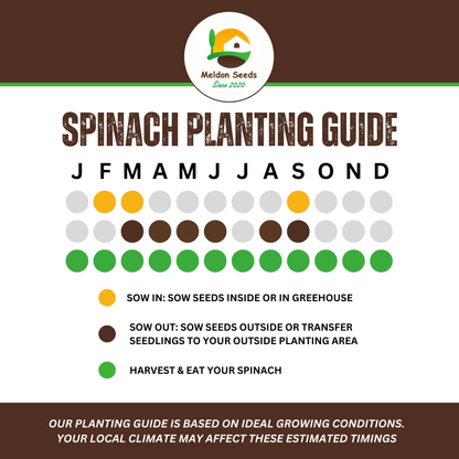 Giant Winter Spinach 150 Seeds - Chartley Chucks