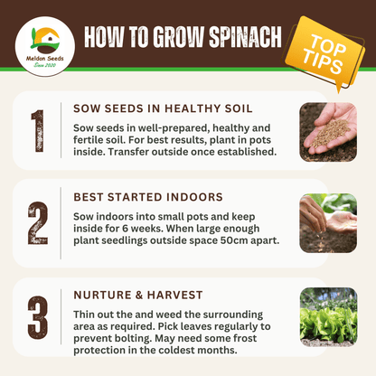 Giant Winter Spinach 150 Seeds - Chartley Chucks