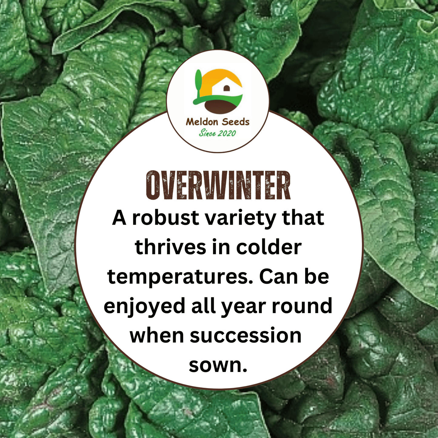 Giant Winter Spinach 150 Seeds - Chartley Chucks