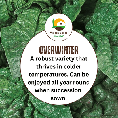 Giant Winter Spinach 150 Seeds - Chartley Chucks