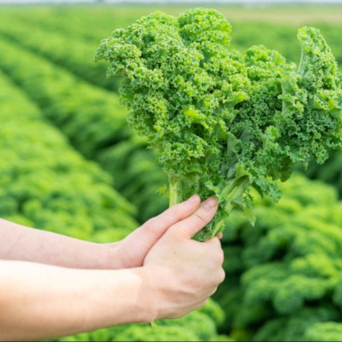 Green Curly Kale Plug Plants "Grow Your Own" Vegetables **Letterbox Friendly** - Chartley Chucks