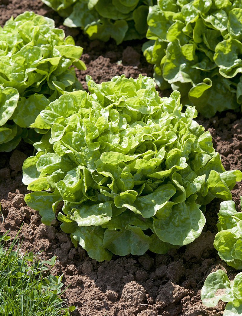 Green Oakleaf Lettuce Plug Plants "Grow Your Own" Salad 'Ready to Plant Now' Young Vegetable Plants **Letterbox Friendly** - Chartley Chucks