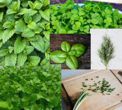 Herb Plug Plants MIXED PACK "Grow your Own" Herbs **LETTERBOX FRIENDLY** - Chartley Chucks