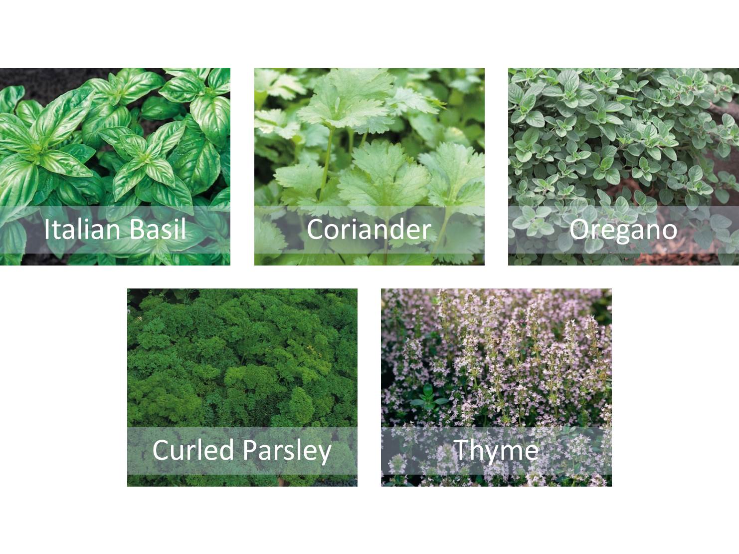 Herb Seeds Starter Bundle 5 Varieties Basil Coriander Thyme Oregano & Parsley - Chartley Chucks